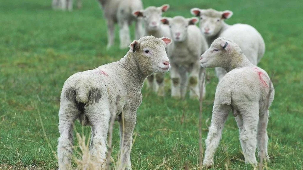Lam med tegn på Coccidiose har afføring omkring endetarmen og på halen. Foto: Team Fårerådgivningen