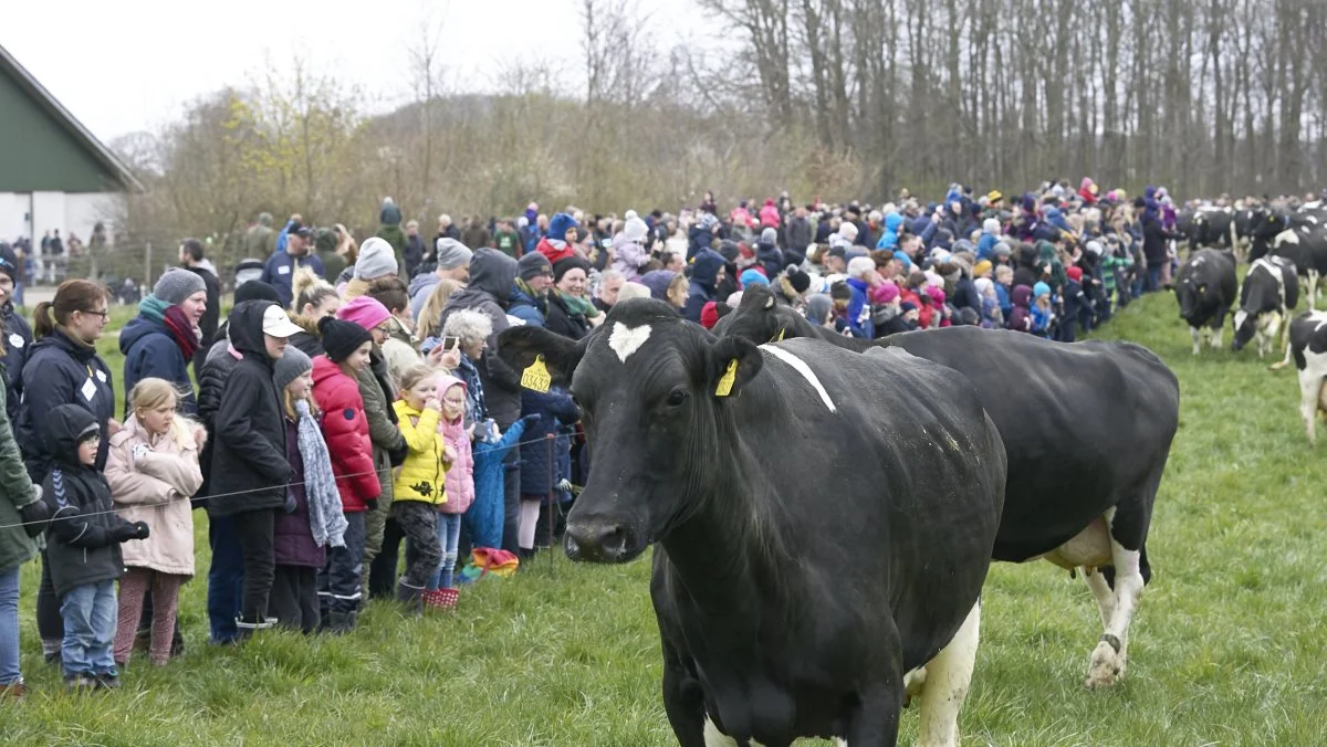 Økodagen arrangeret af Økologisk Landsforening plejer at være et stort tilløbsstykke, som her i 2019, hvor der sidst var gæster hos de økologiske kvægbønder. Arkivfoto: Erik Hansen