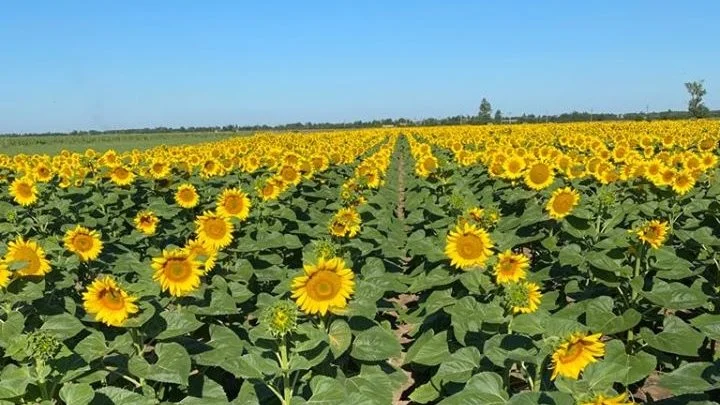 EU’s import af solsikkeprodukter forventes at falde drastisk med 45 procent, og priserne vil stige voldsomt - herunder også erstatningsproduktion såsom rapsfrø og andre oliefrø. Arkivfoto