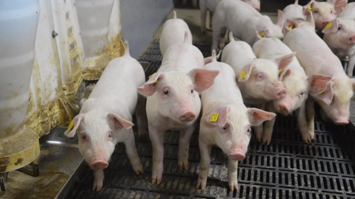 Der er tilsyneladende brug for flere tiltag på én gang - og de skal skræddersyes til det konkrete produktionssted – hvis svineproducenten efter juni måned skal gøre sig håb om at få has på fravænningsdiarré. Det er en af konklusionerne i en forsker-undersøgelse.