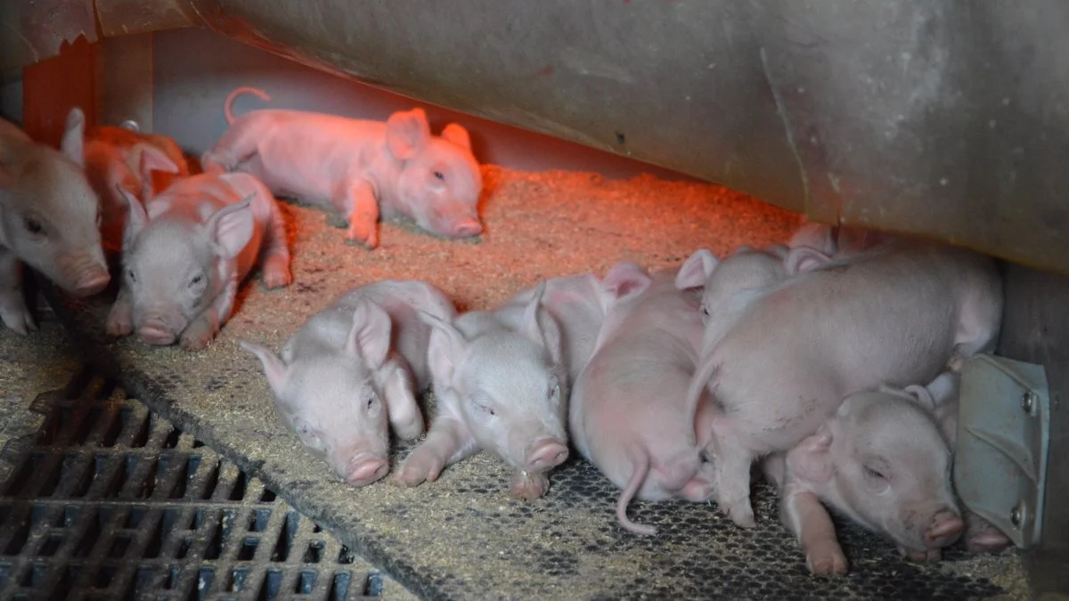 Det er vigtigt at forebygge coccidiose hos de helt små grise. Foto: Camilla Bønløkke