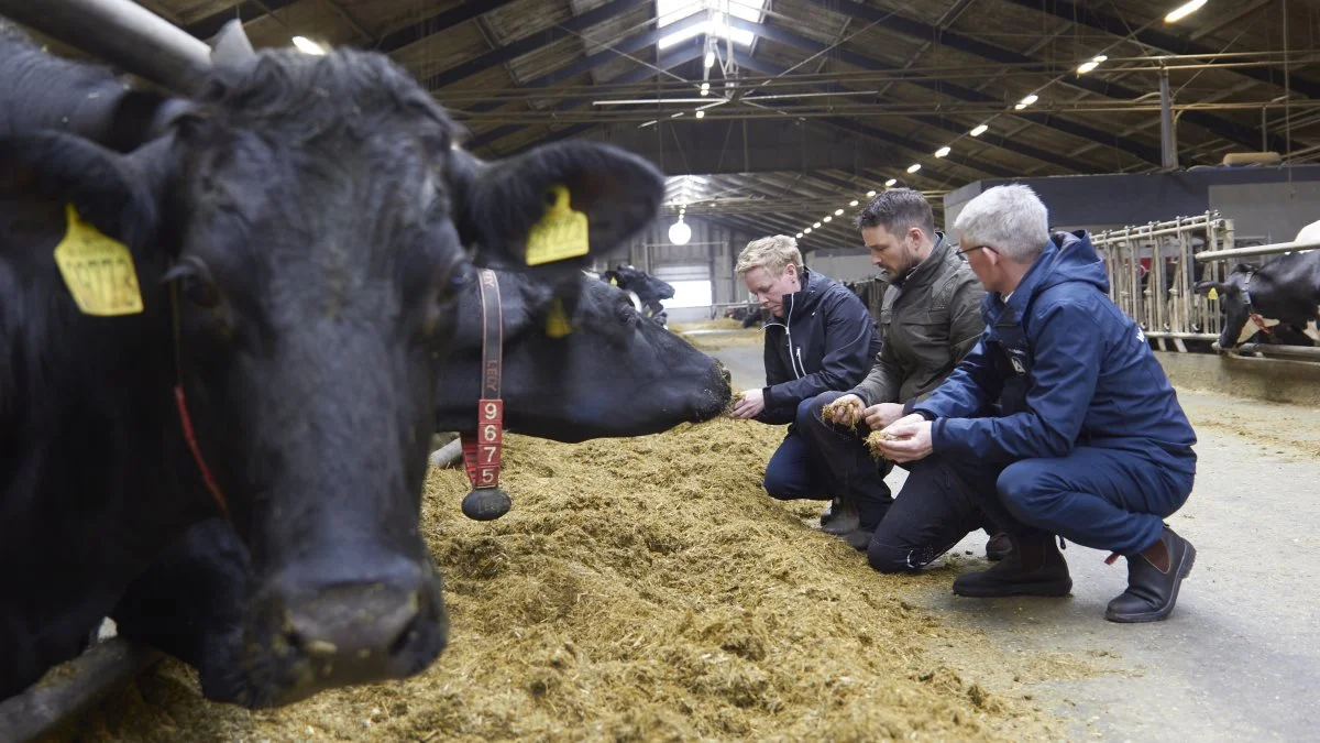 Mælkeproducent Jacob Stensig, Holstebro, har brugt ensileringsmidler i flere år. Her ses han med Dianna Christensen fra Lallamand Nordic og Carsten Holmgaard (th.) fra Vestjyllands Andel. Fotos: Tenna Bang