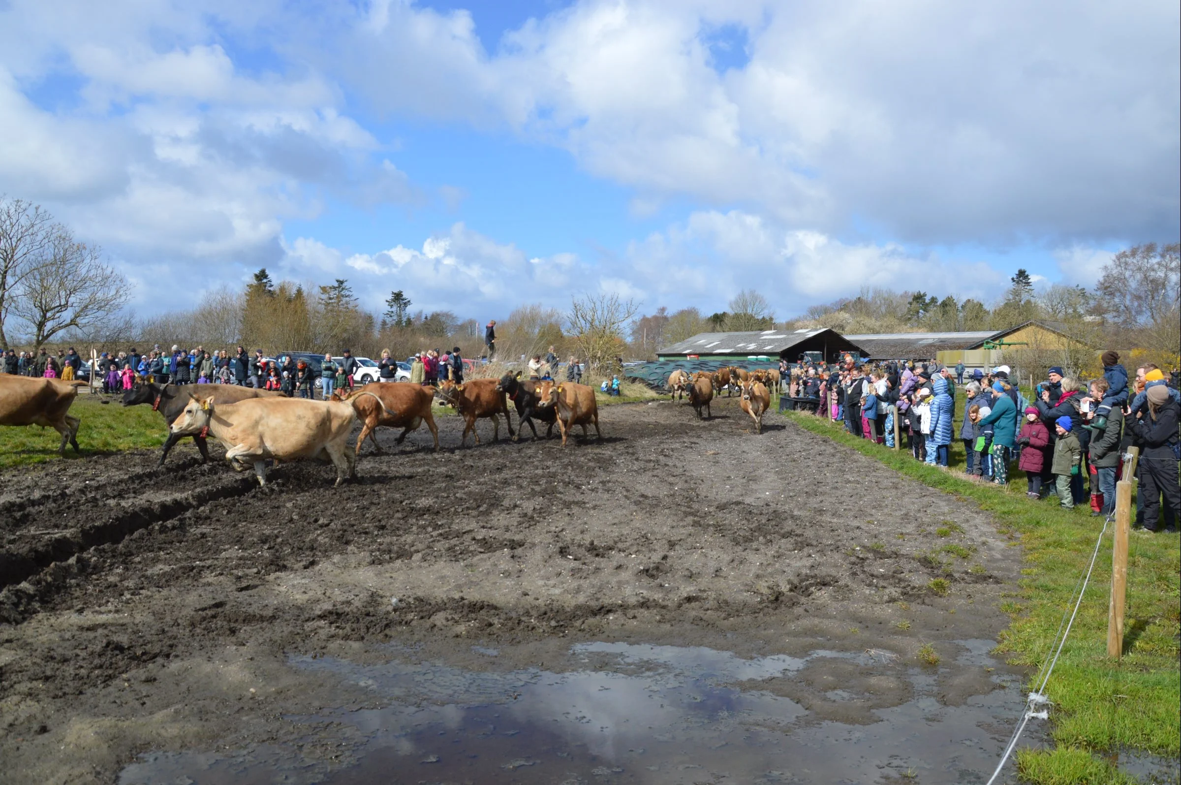 Økodag hos Familien Bloten på gården Østerlund i Gudbjerg på Sydfyn. Foto: Camilla Bønløkke