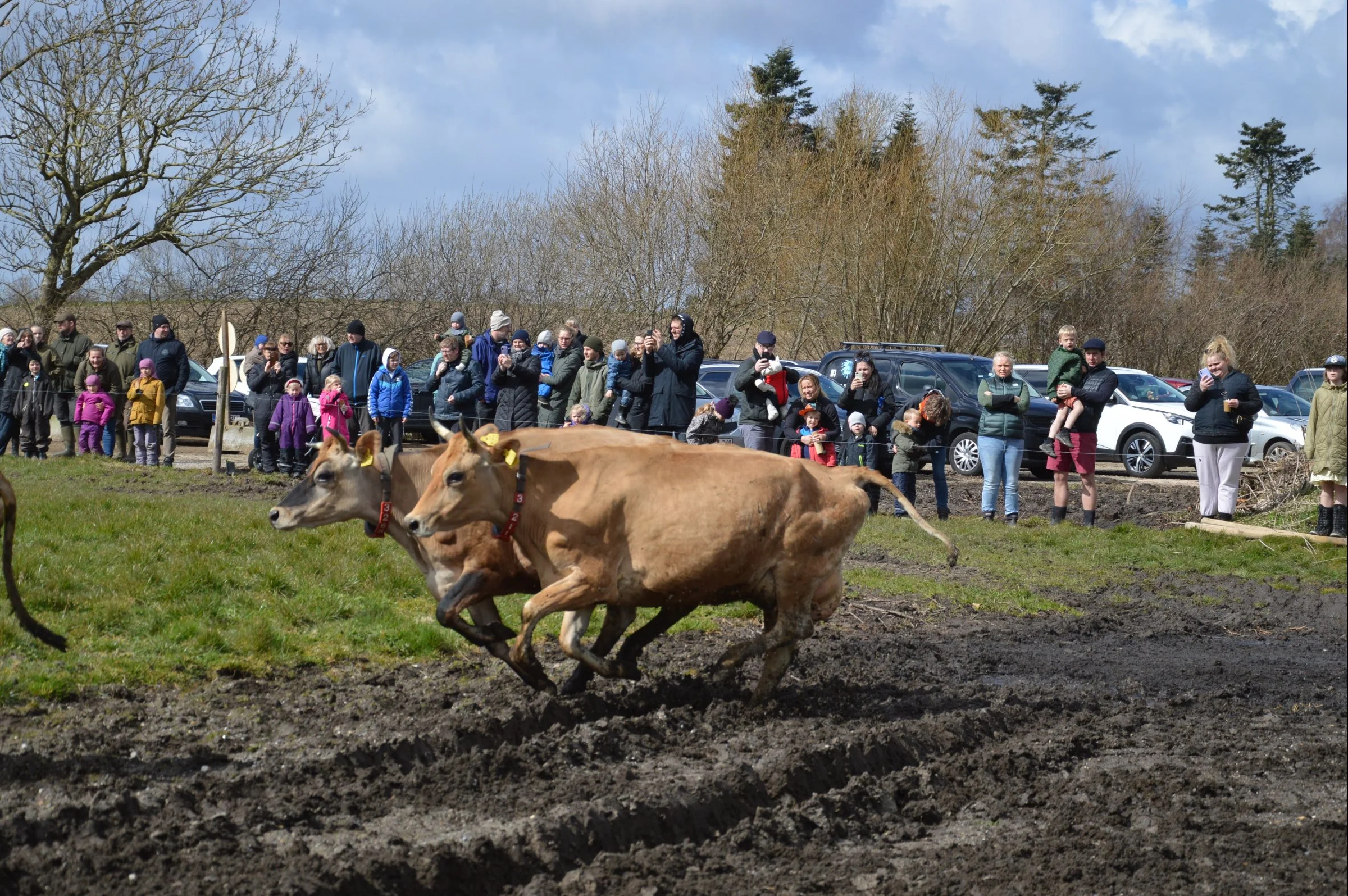 300 mennesker var mødt frem for at se familiens 100 jerseykøer blive lukket på græs for første gang i år. Foto: Camilla Bønløkke