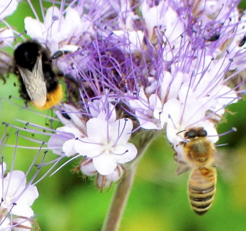 Frøblandingerne fra DSV indeholder en lang række blomsterarter, som blomstrer over en lang periode. Det er til gavn for insekter og bestøvere. Foto: DSV Frø