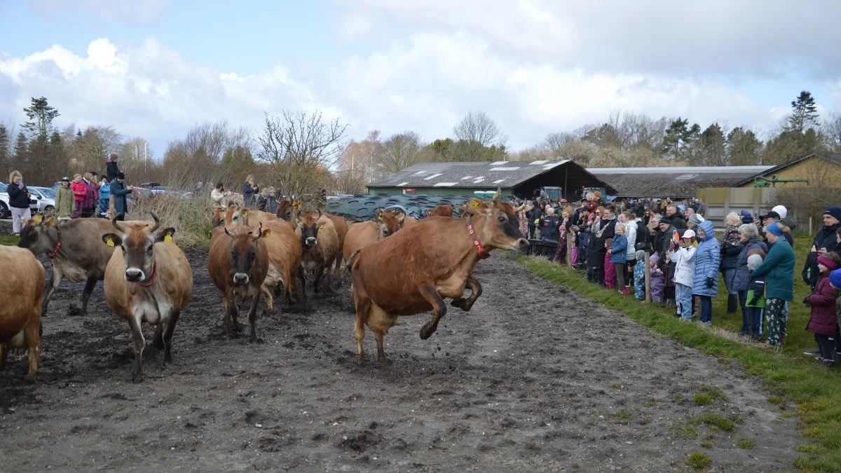 Forårskåde køer hoppede højt, da stalddøren endelig blev åbnet og gav fri adgang til friskt grønt græs på gården Østerlund i Lakkendrup. Fotos: Camilla Bønløkke