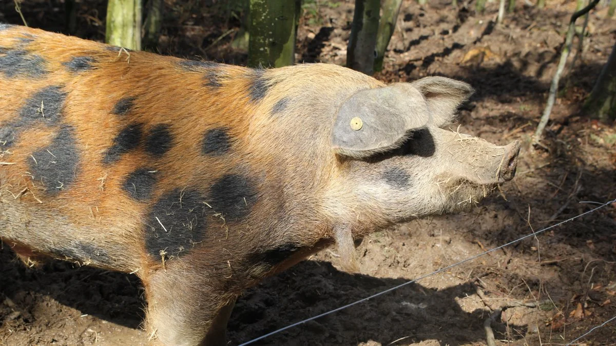 Ornen Albertus af racen Duroc skal bidrage med en anderledes fedtmarmorering af kødet i den fremtidige produktion af slagtegrise.