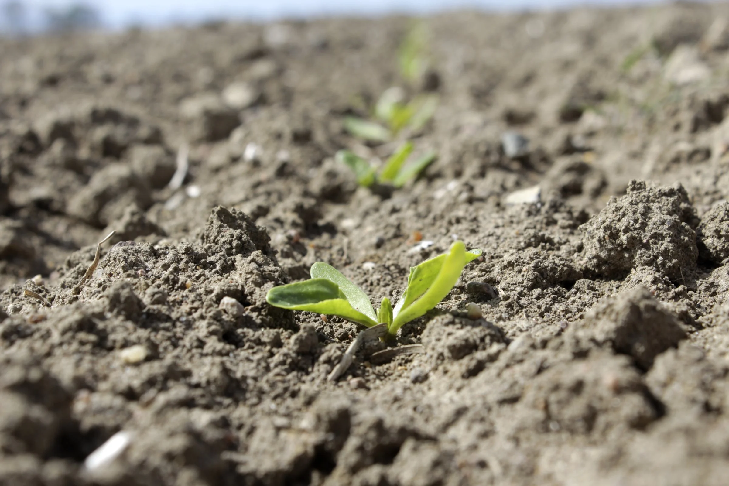 Sidste gang, den gennemsnitlige sådato var tidligere end 1. april, var i rekordåret 2014, fortæller Mette Andersen fra Nordic Sugar Agricenter. Foto: Agricenter