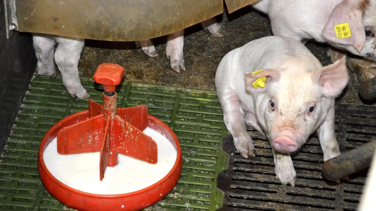 Nutrimin anbefaler, at indvejningen af pulver samt omrøringstid altid justeres for at få den perfekte opblanding, når man prøver et nyt mælkepulver. Arkivfoto