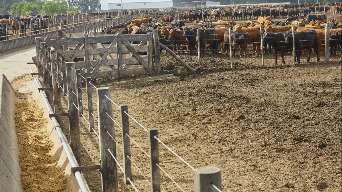 Argentina er blandt andet kendt for sit kødkvæg på pampassen og de store »feedlots«, der bliver passet af gauchoer på hesteryg.