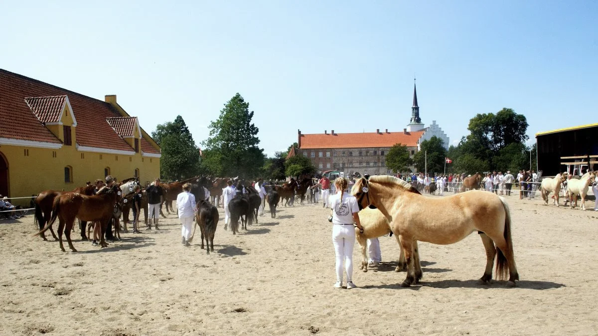 Brahetrolleborg Heste- og Ponyskue 2022 finder sted lørdag den 16. juli. Arkivfoto