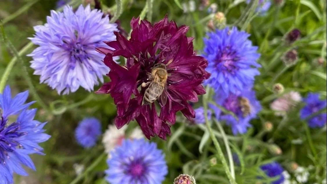 Frøblandinger med mange plantearter vil blomstre over en længere periode og er til gavn for alle typer af bestøvere. Foto: Karina Laugaard Kristensen 