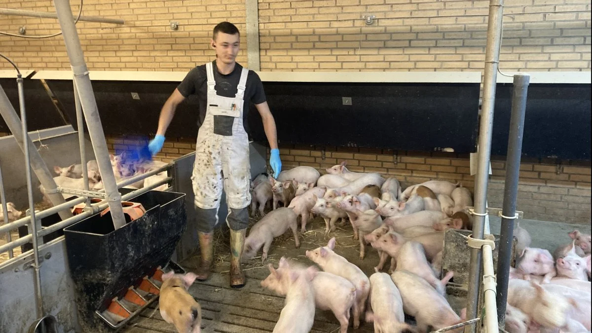 På Smorup Toftegaard bliver der gået ekstra runder i arbejdstiden fra klokken syv til 16, hvor der tildeles tørfoder, både i farestalden og klimastalden. Her er det medarbejderen Igor, som har tjansen.