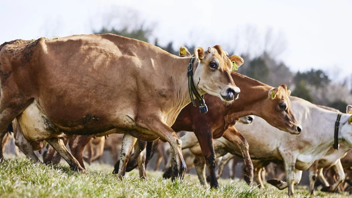 Der var trængsel for at komme ud på græsset, så det ud til flere steder til Økodagen. Her på Karensminde på Djursland. Foto: Søren Gammelmark