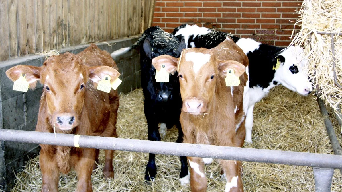 Danish Crown Beef kigger nu ind i et af årets store salgsvinduer: den kommende grillsæson. Foto: Arkivfoto