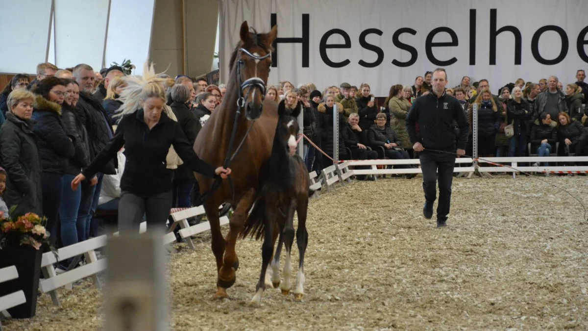 Der blev også vist afkom efter de fire avlshingste. Her er det et hoppeføl efter Hesselhoej Donkey Boss

