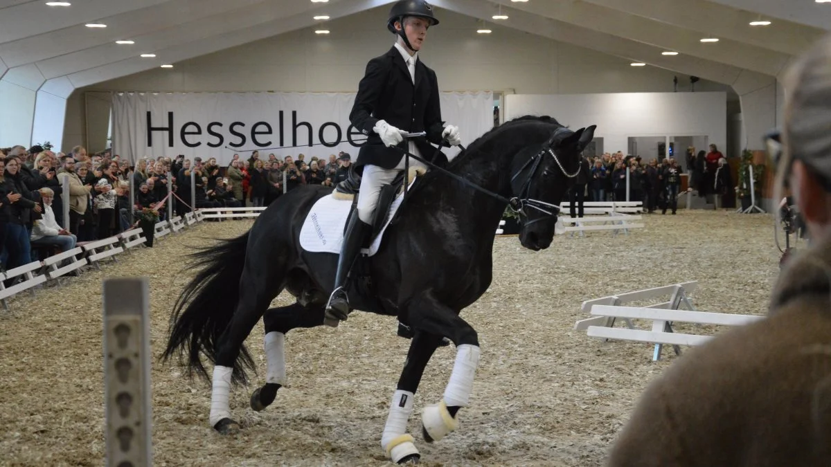 Den kun 4-årige sorte hingst, Hallifax Lyng e. Schwarzgold/Aston Martin viste imponerende gangarter i de lidt overvældende omgivelser i ridehallen. 