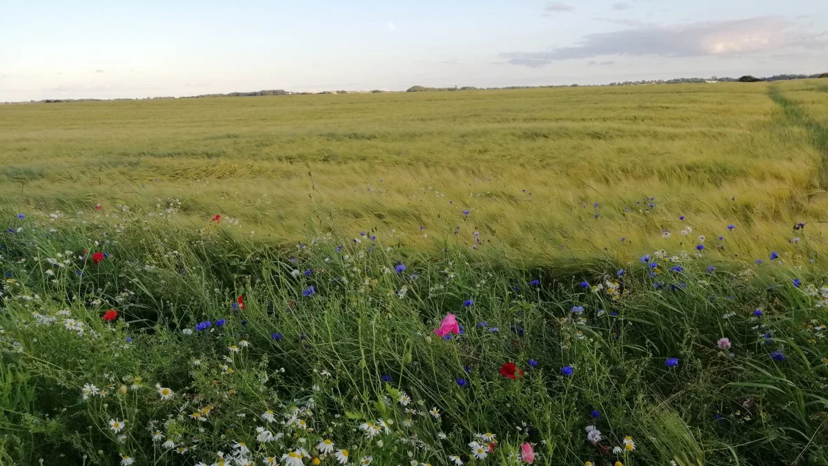 Velas har et tilbud, hvor de udsår blomster i kanten af dine marker. Arkivfoto: Camilla Bønløkke