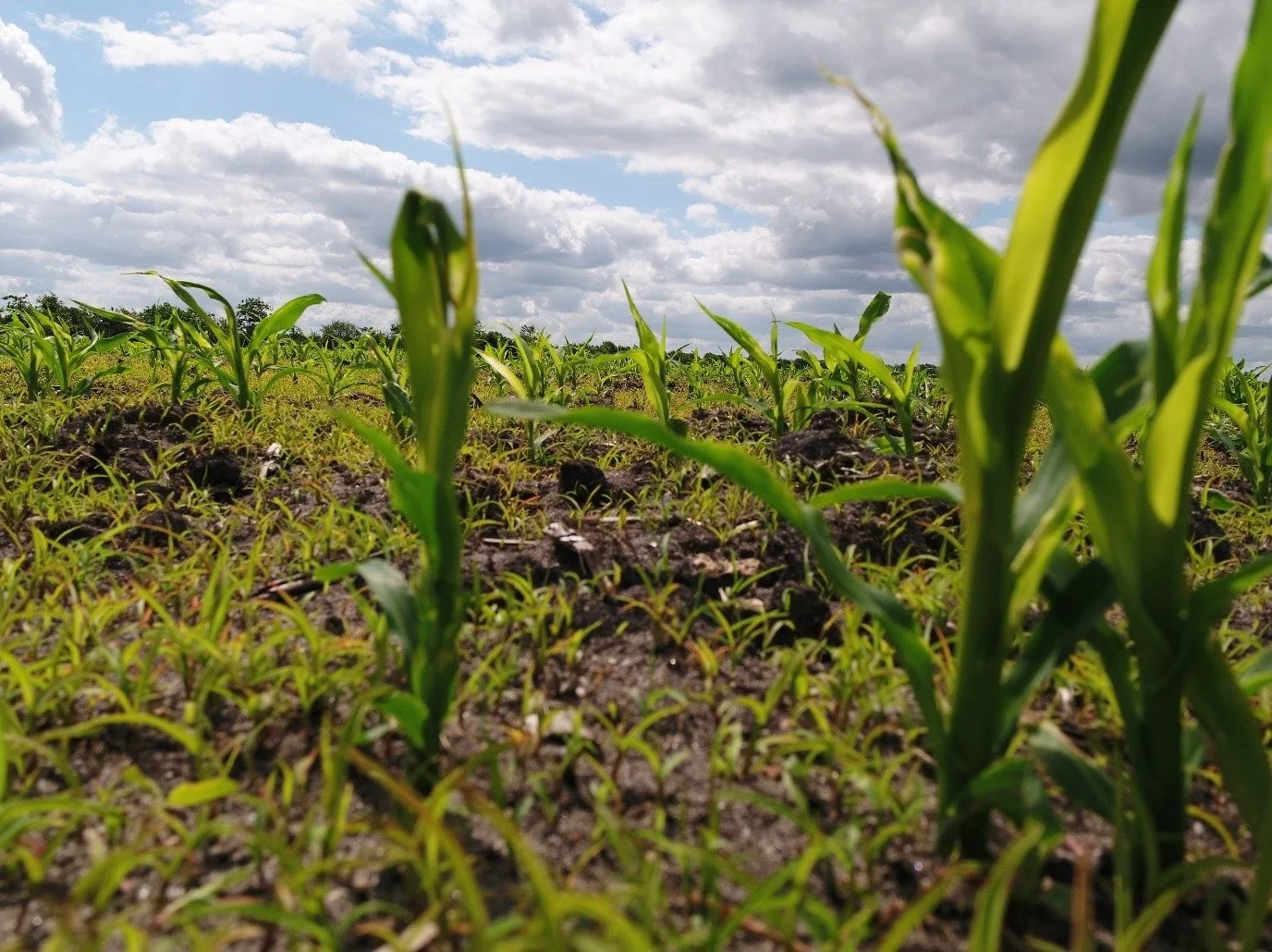 Bestanden af hanesporer i marken ved Grindsted var meget kraftig. Her ses genfremspiringen efter to ukrudtssprøjtninger. Foto: Teknologisk Institut