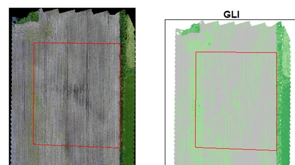 Til venstre ses et almindeligt dronebillede af marken med forsøgsarealet i den røde firkant. Til venstre ses Green Leaf Index for samme område - her ses områderne med hanesporer tydeligt. Foto: Teknologisk Institut