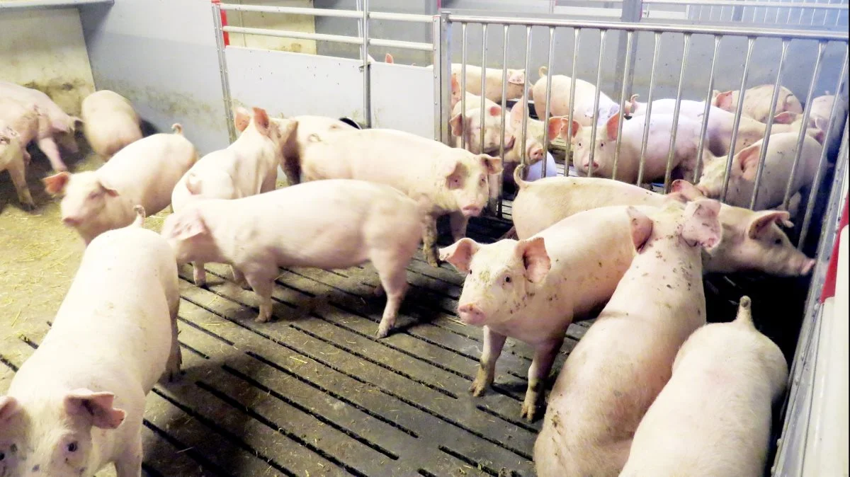 Leverandører af slagtesvin til Danish Crown kan forvente at få 10,70 kroner pr. kg for slagtesvin i vægtklassen 72 til 96,9 kg i uge 17. Foto: Erik Kjærgaard Christensen