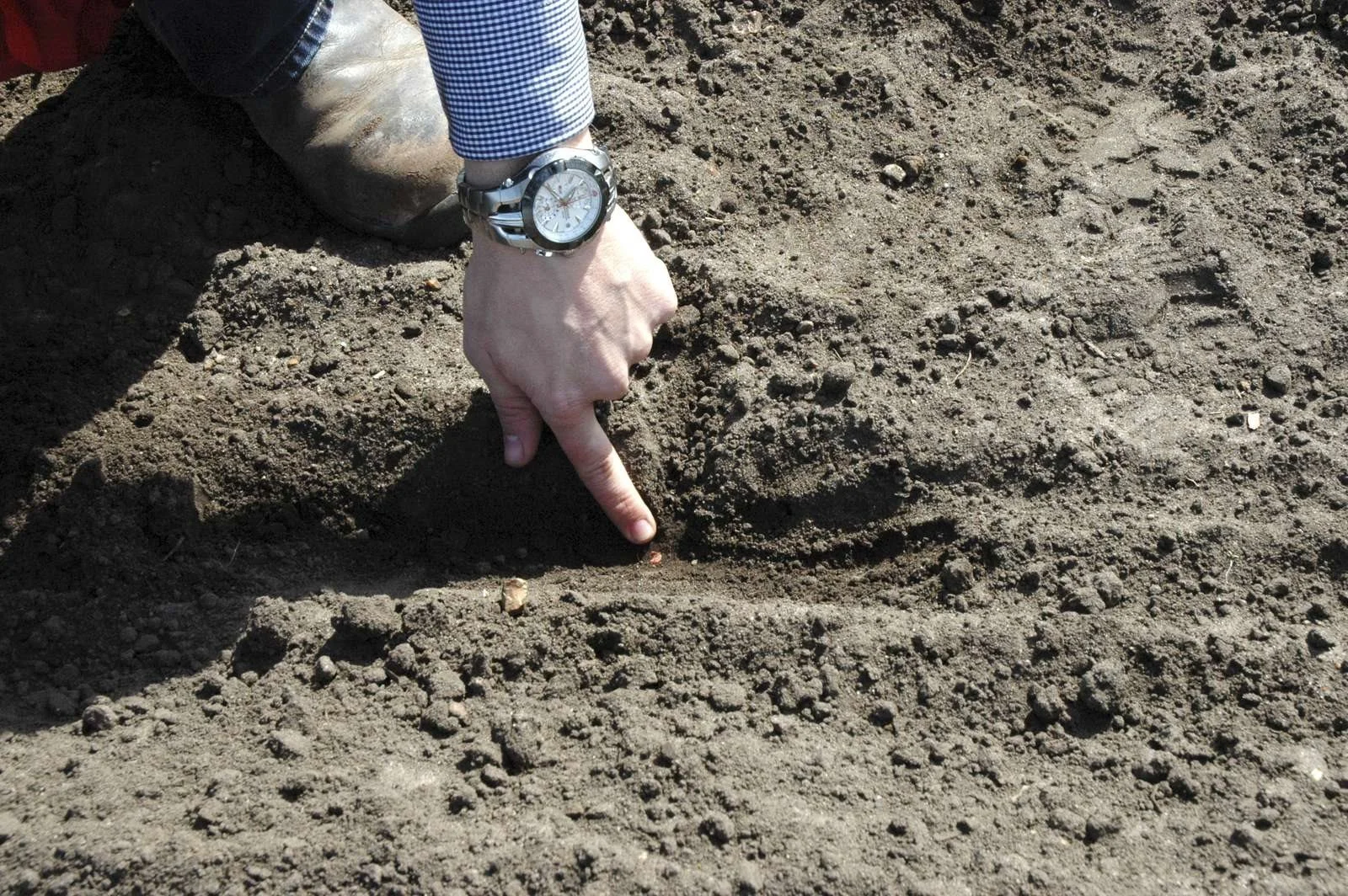 Majs skal sås i fire til fem centimeters dybde, men Kasper Kjær Jensen opfordrer til at overveje at øge sådybden, hvis det er nødvendigt for at finde fugtig jord. Arkivfoto