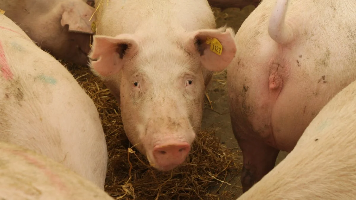 Allerede ved svinetællingen i november 2021 kunne der ses et fald på 6,6 procent i antallet af tyske sobesætninger sammenlignet med samme tælling i 2020. Foto: Anne Wolfenberg