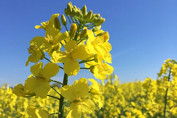 Svampesprøjtning i raps sker bedst i stadie 65, hvor 50 til 60 procent af blomsterne på hovedskuddene er åbne. Arkivfoto