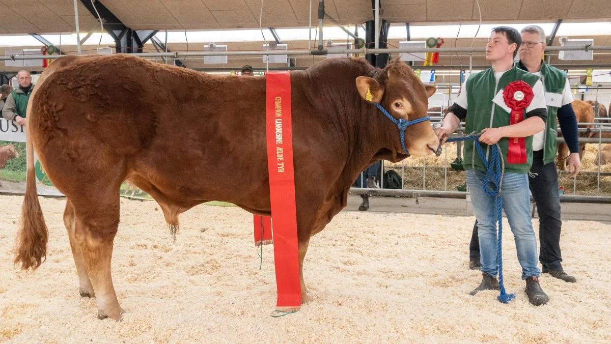 Fynboen Mathias Nymann Olsen stillede med Skovlyst Ohio i jubilæumsskuet. Først blev den tre år gamle tyr bedste ældre handyr og senere skuets bedste handyr. Foto: Dansk Limousine Forening