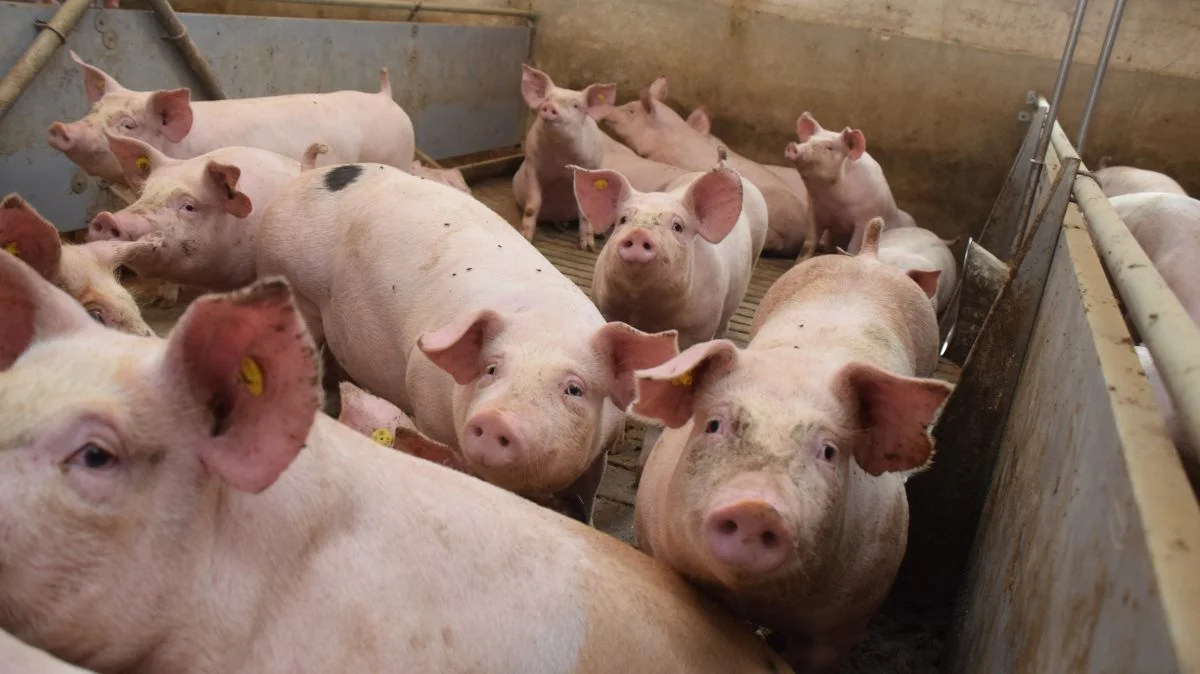 I virksomheden Dynagro har man været meget bevidste om at forsøge at udnytte slagtesvinenes genetiske potentiale, og en førsteplads i »Produktionskoncept Slagtesvin« vidner om, at det er lykkedes ret godt.