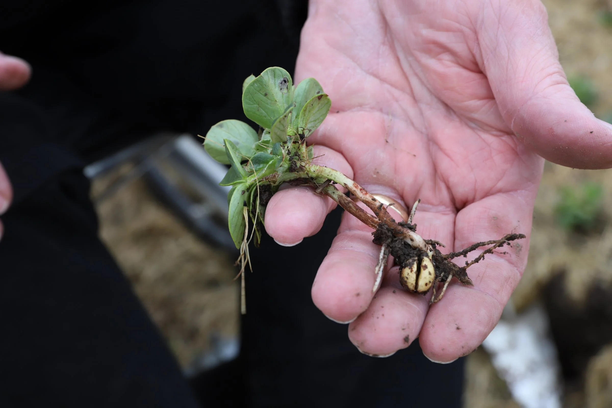 Vinterhestebønner har gode muligheder for at etablere et stærkt rodnet, og blomstringen sker tidligere. Det kan betyde, at de har større sandsynlighed for at have vand nok til rådighed ved blomstring. Foto: FRDK