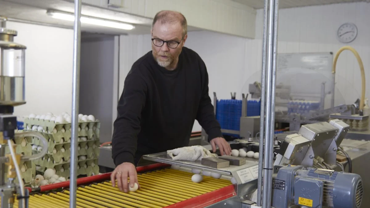 Lars Bredahl, økologisk ægproducent og formand for æg- og fjerkræudvalget ved Økologisk Landsforening, synes det går rigtig godt med de nye høns. De har haft en mere rolig start, som Lars håber kan have en positiv effekt på forekomsten af brystbensbrud. 