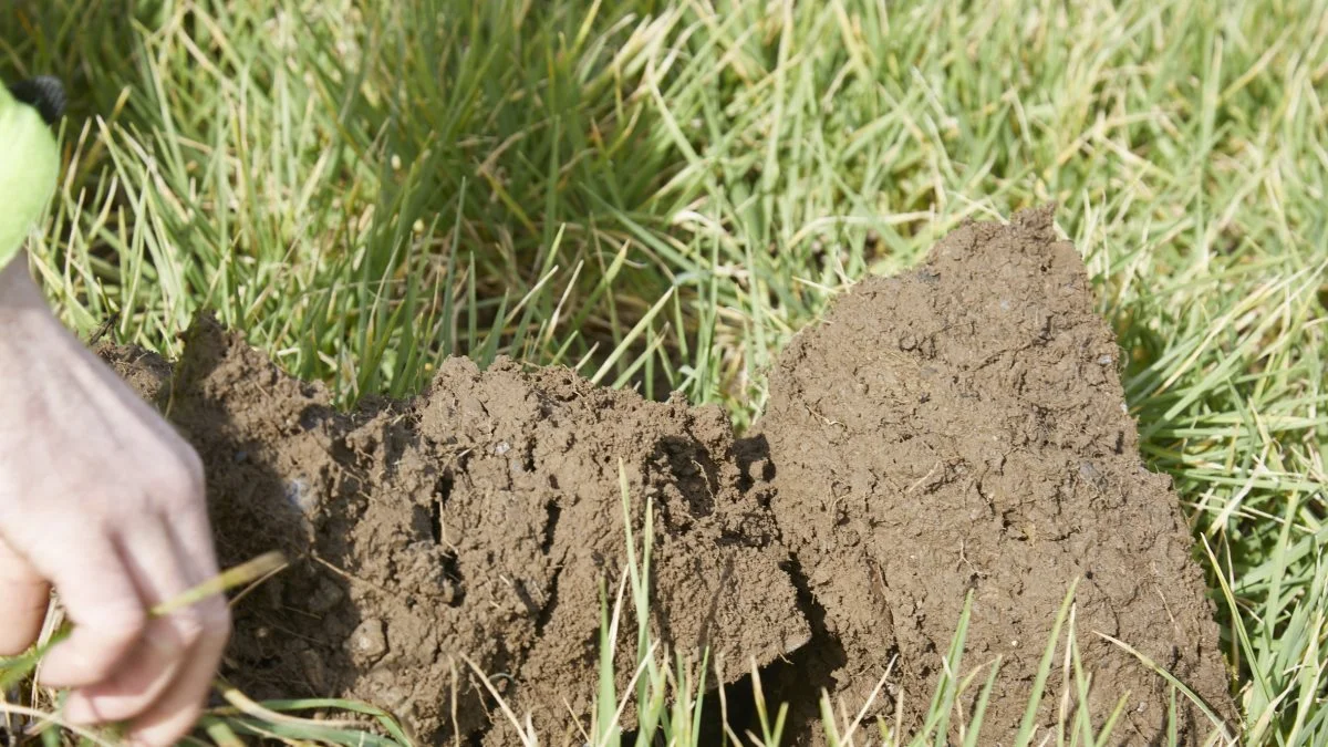- Denne vinterbygmark har haft no-till i snart seks år, og vi kan tydeligt se forskel på jorden. Selv om det har regnet en hel del de seneste dage, hænger jorden for eksempel ikke fast på skoene, viser Louis McAulev med spaden.