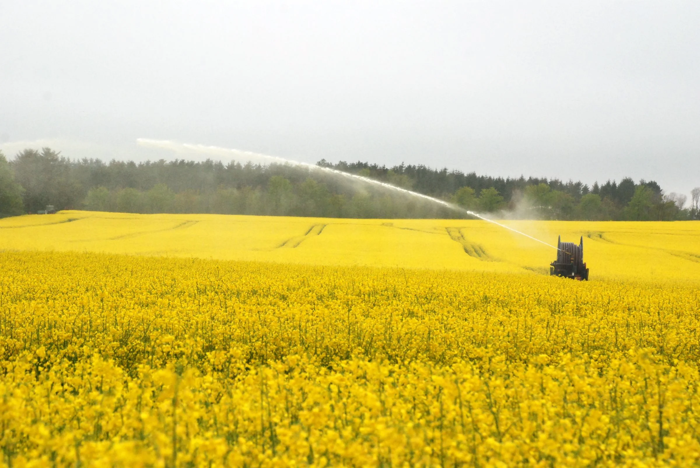 Det er konkrete vurderinger i marken, der afgør, hvilke afgrøder der skal prioriteres højest, når vandingsmaskinerne trækkes ud af maskinhuset. Vinterraps kan reddes af dybe rødder. Arkivfoto