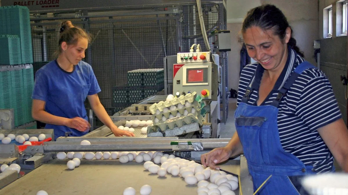 Danske ægproducenter kører aktuelt med underskud, fordi omkostningerne til ikke mindst foder langt overstiger ægpriserne. Og da der ikke er udsigt til lavere foderpriser, er markante prisstigninger på æg nødvendige, lyder det fra branchefolk. Arkivfoto