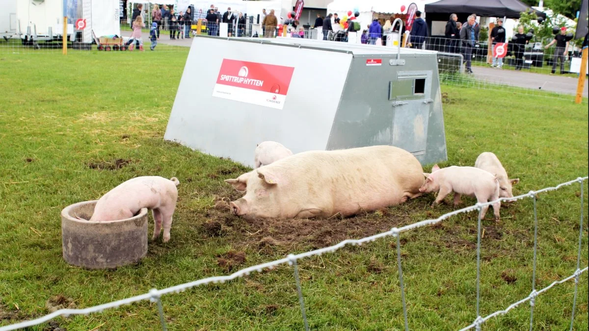 Der er fokus på både landbrugsdyr og hobbydyr. Foto: Jesper Hallgren