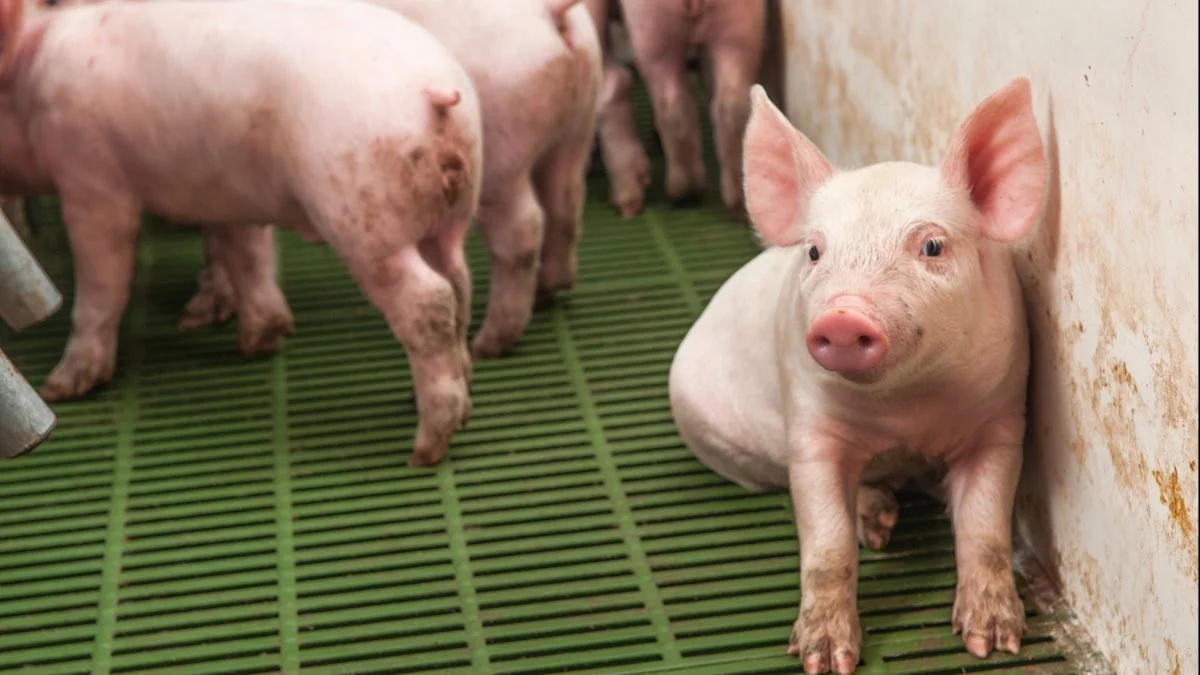 Leverandører af slagtesvin til Danish Crown kan forvente at få 10,90 kroner pr. kg for slagtesvin i vægtklassen 72 til 96,9 kg i uge 18. Foto: Artem Merzlenko