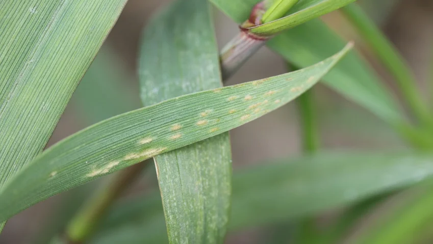 Meldug på nedre blade i Cappricia triticale fotograferet 25.april i år. Pustlerne er her lidt brune, men friske hvide pustler forekommer også især på stænglerne. Foto: Ghita Cordsen Nielsen