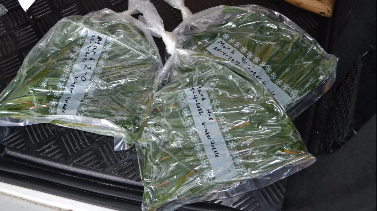 Når poserne med de afklippede planter er pakket og luften suget ud, sendes de fra posthuset til laboratoriet i Sverige. Fotos: Interfiller A7S