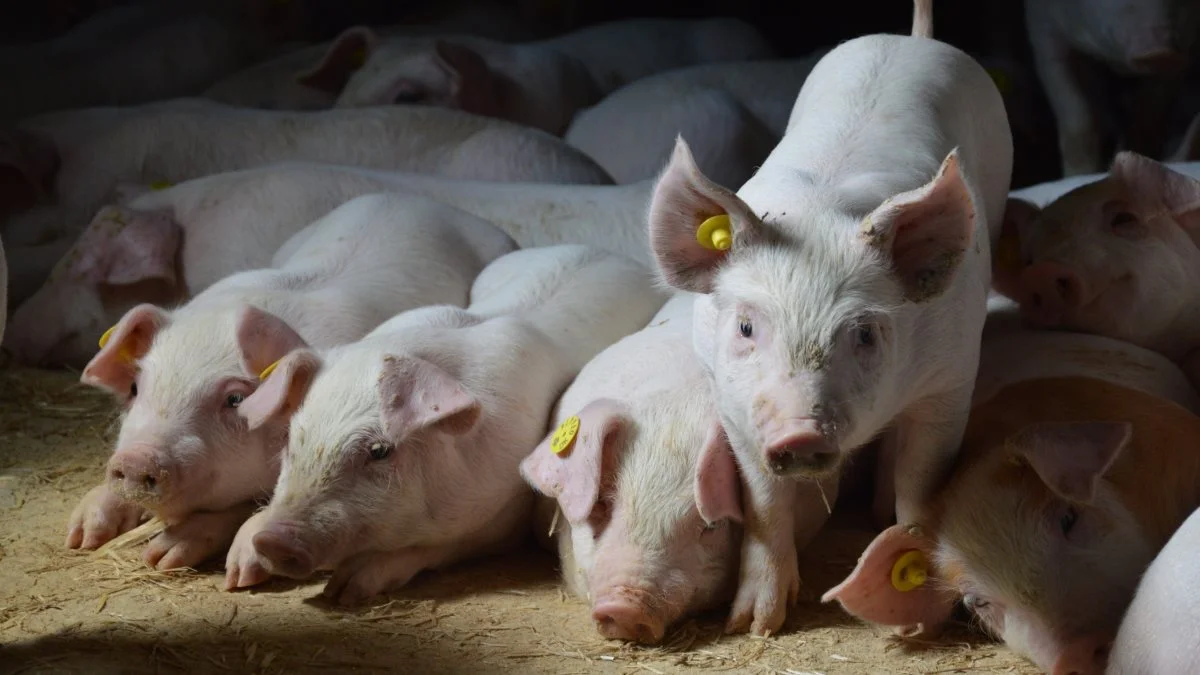 De tyske VEZG-noteringer for smågrise holdes står stille, men noteringerne i Holland endda er faldet de seneste uger, meddeler Danske Svineproducenter. Arkivfoto: Camilla Bønløkke