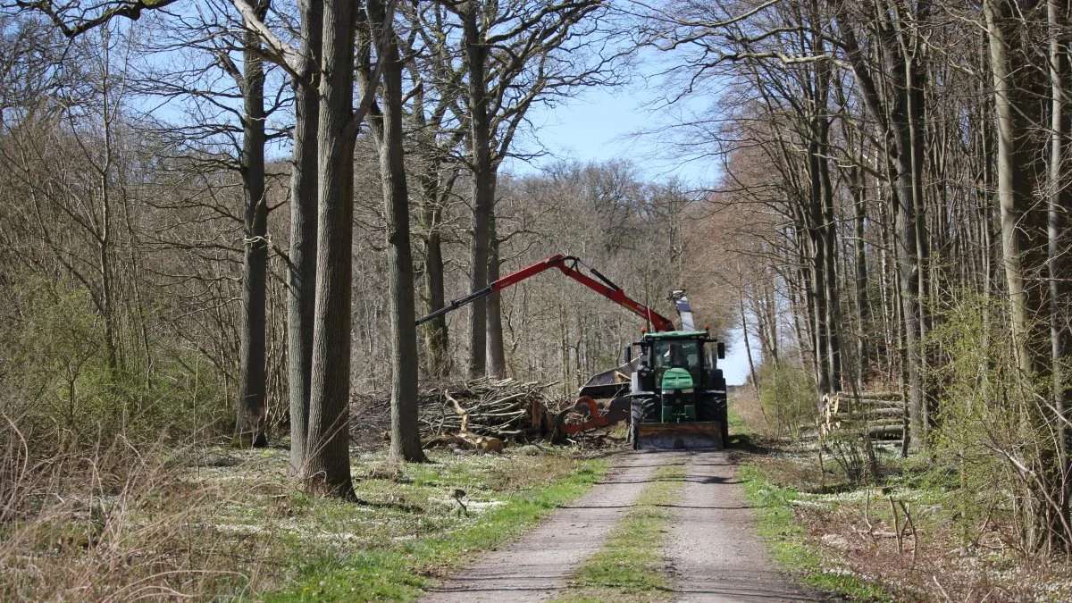 Den lange hydrauliske gribetang slæber træet op til flishuggeren. 