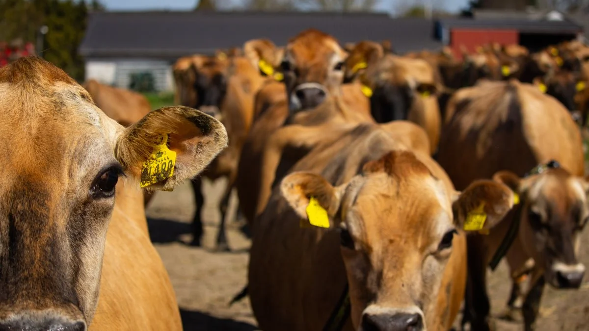 Jerseykøerne, som Rasmus Stenbek tager med på Roskilde Dyrskue, skal først vaskes og børstes, inden de er klar til at komme på dyrskuet, oplyser han. Foto: Henning K. Andersen