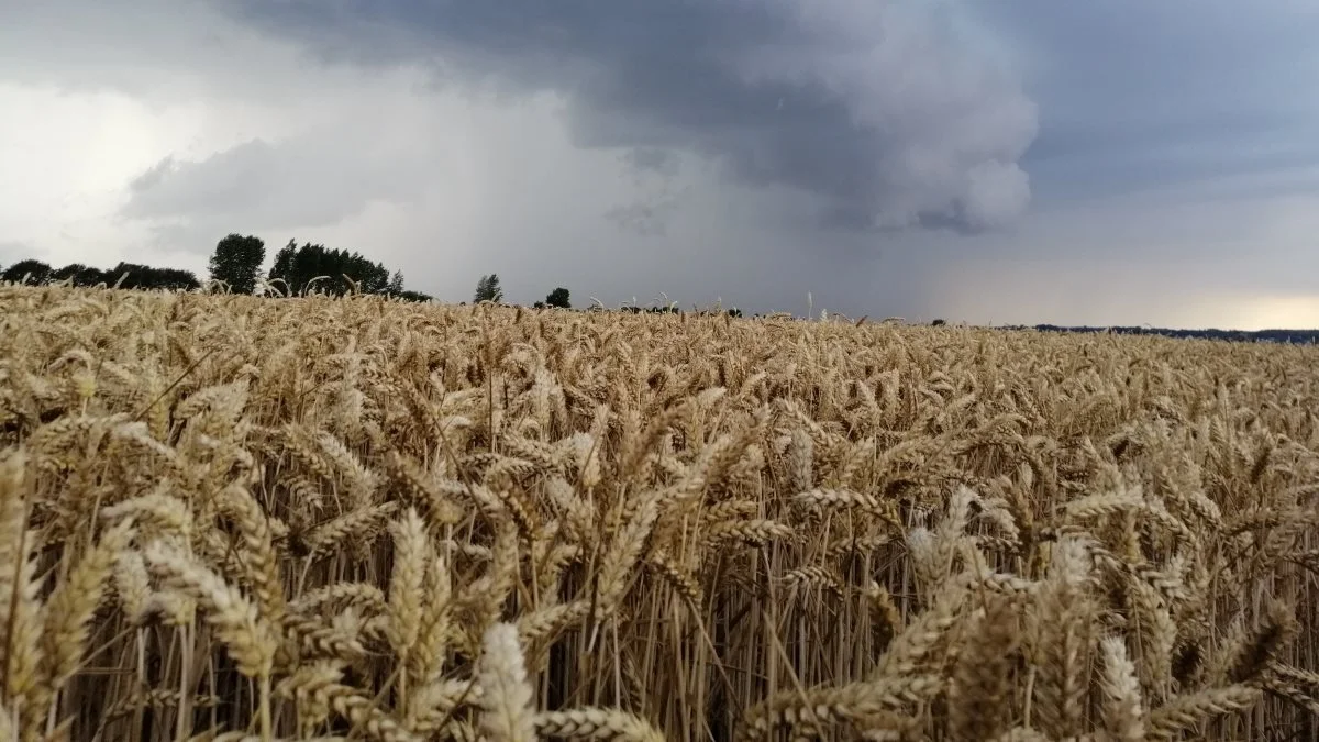 Foto: Arkivfoto