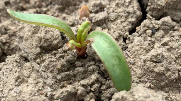 Nyspiret sukkerroe med tegn på skader fra trips. Foto: Agricenter