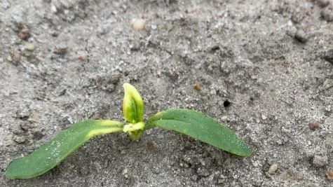 Sprøjteskade på roekimplante fra clomazon. Foto: Agricenter