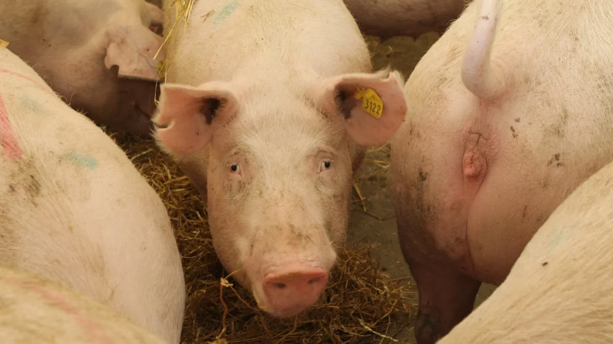 En national plan for reduktion af PRRS i dansk svineproduktion har været længe omtalt og længde ventet, men nu er den endelig klar. På sigt er det endda meningen, at PRRS helt skal udryddes, fremgår det af en pressemeddelelse fra Landbrug & Fødevarer, Sektor for Gris. Arkivfoto: Anne Wolfenberg
