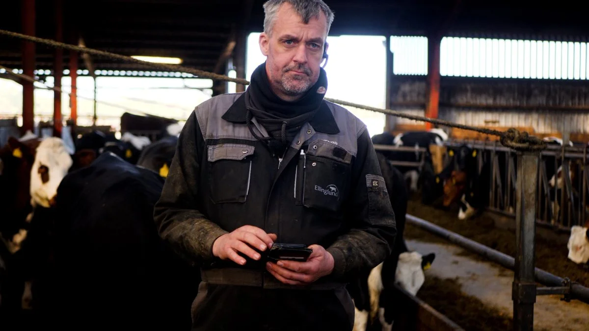 - Man skal ikke rende rundt fra kontor og til stald. Når man står ved et dyr, kan man bruge EasyCow med det samme og få de oplysninger, du skal have. Registreringerne er på plads, og vi kan bruge dem effektivt, sagde fodermester Henrik Nielsen, Ellingelund Økologi, der indtil nu har brugt BoviSoft til opslag og registreringer. Fotos: Seges