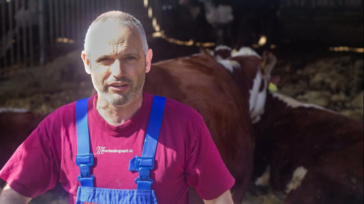 Mikkel Christiansen har været med på Roskilde Dyrskue i mange år, og har seks stykker kvæg med i år. Her er han fanget inde i kvægstalden. Foto: Henning K. Andersen
