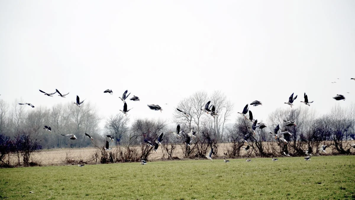 Naturstyrelsen meddeler, at det nu er blevet mere enkelt at angive præcis, hvor en tilladelse skal gælde, når man søger om lov til at regulere skadevoldende vildt. Arkivfoto: Camilla Bønløkke