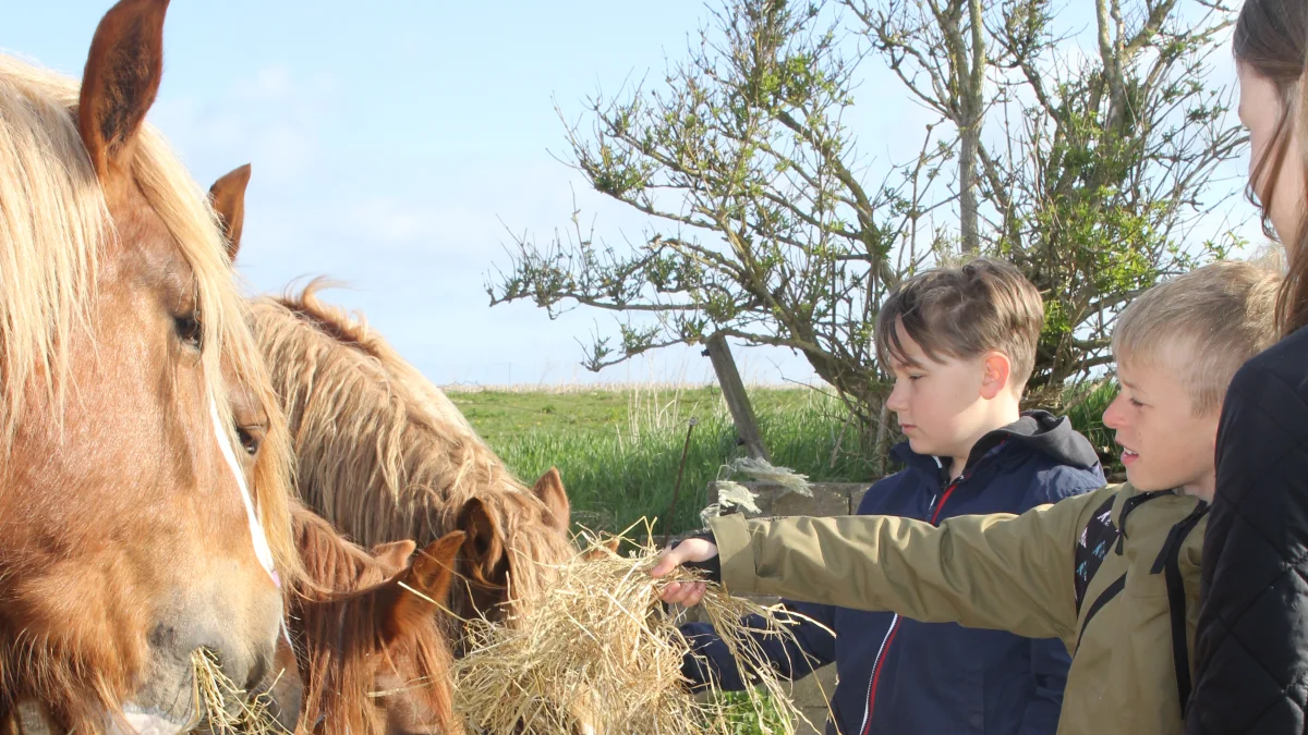 De jyske heste hos Jørgen Rasmussen, Lindøgaard, tiltrak sig stor opmærksomhed, da 4. og 5. klasse fra Bogense skole, afdeling Kongslund var på tur i landbrugets fodspor. Fotos: Henriette Lemvig